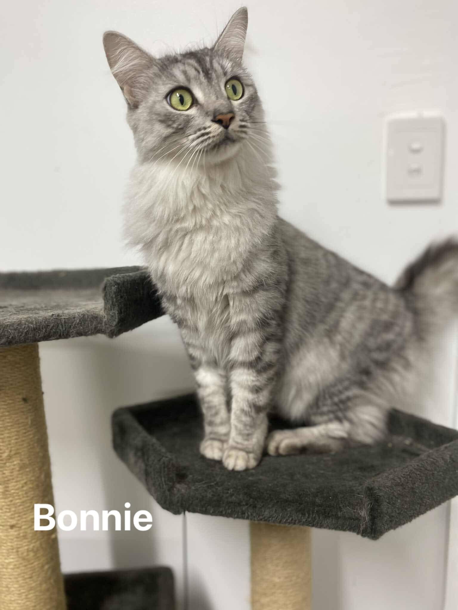 Bonnie Bonnie